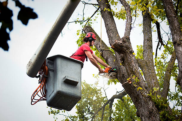 How Our Tree Care Process Works  in  Palmdale, CA